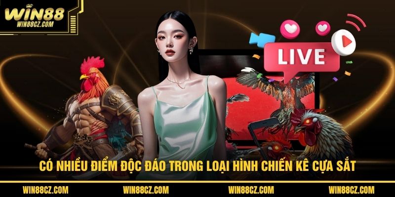 Có nhiều điểm độc đáo trong loại hình chiến kê cựa sắt