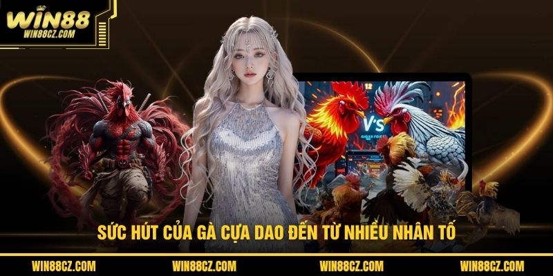 Sức hút của gà cựa dao đến từ nhiều nhân tố